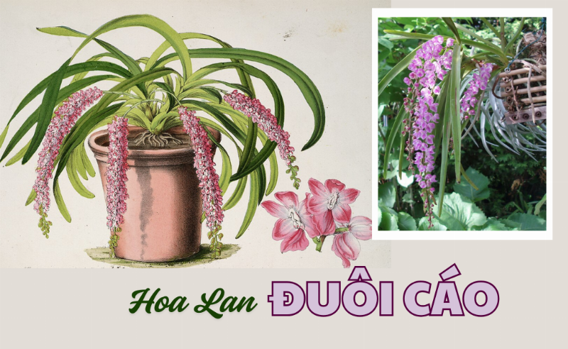 Một giò lan hoàng thảo ý ngọc đang phát triển mạnh mẽ, rễ bám chặt vào khúc gỗ lũa, thể hiện kỹ thuật ghép cây thành công và sự hòa quyện với môi trường tự nhiên.